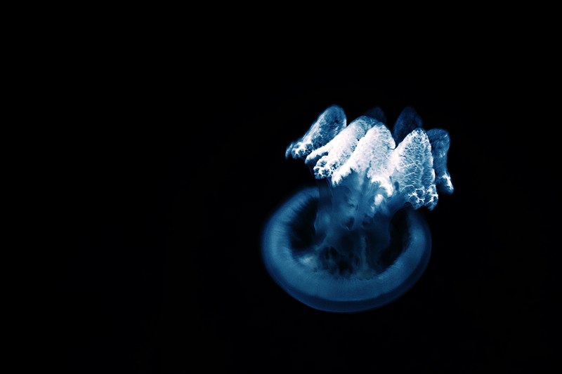 underwater aquarium black and blue 4k