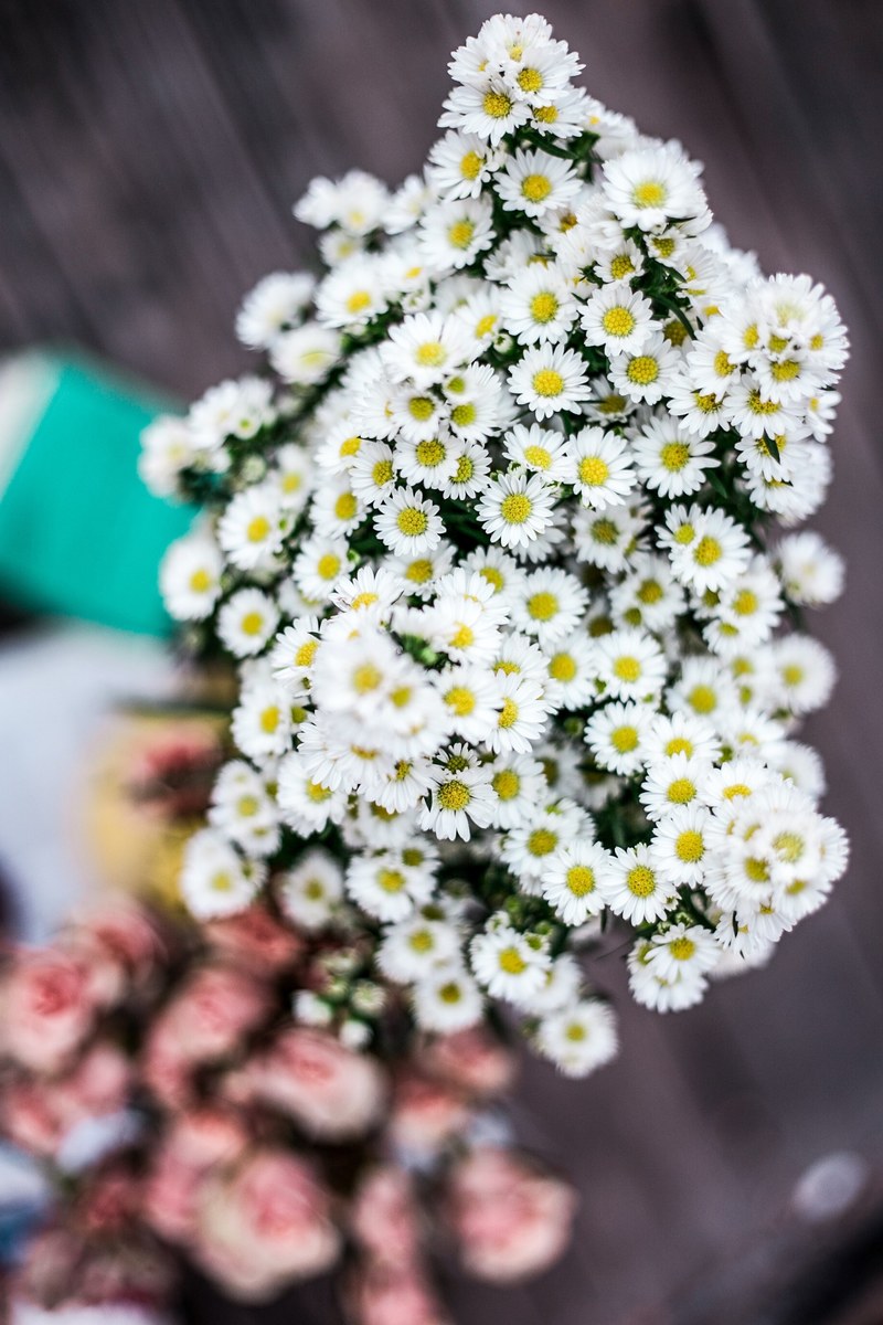 a top view of a bouquet of white daisies with another pink bouquet in the blurred background, white daisy bouquet from above 4k
