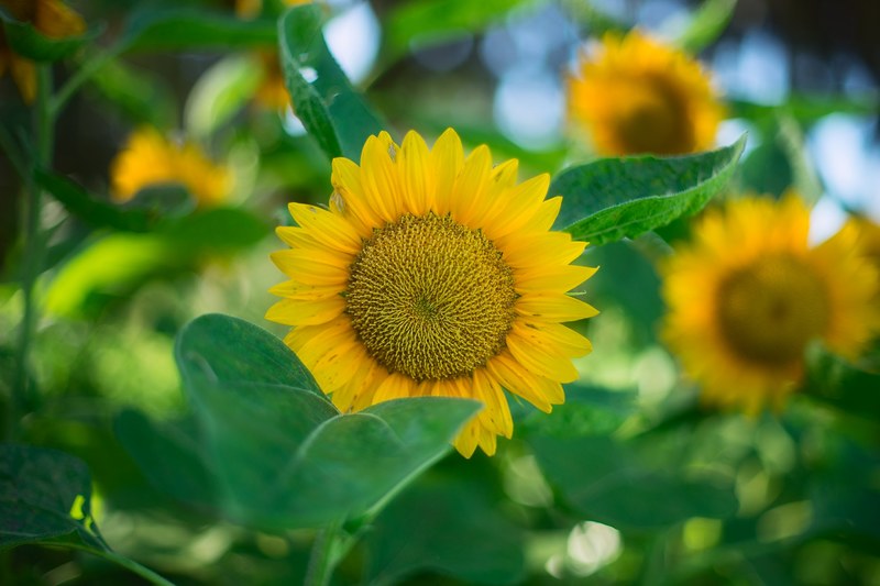 a patch of yellow sunflowers on a sunny day, radiant sunflowers 4k