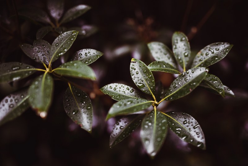 droplet raindrop wet and leaf 4k