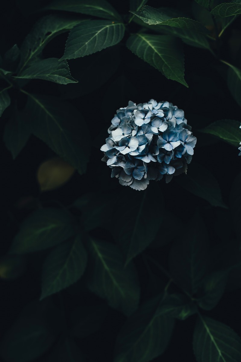 leaf petal bloom and hydrangea hd, 4k