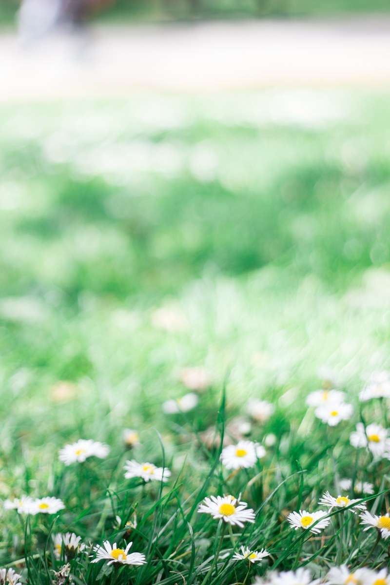 daisy green nature and grass hd, 4k