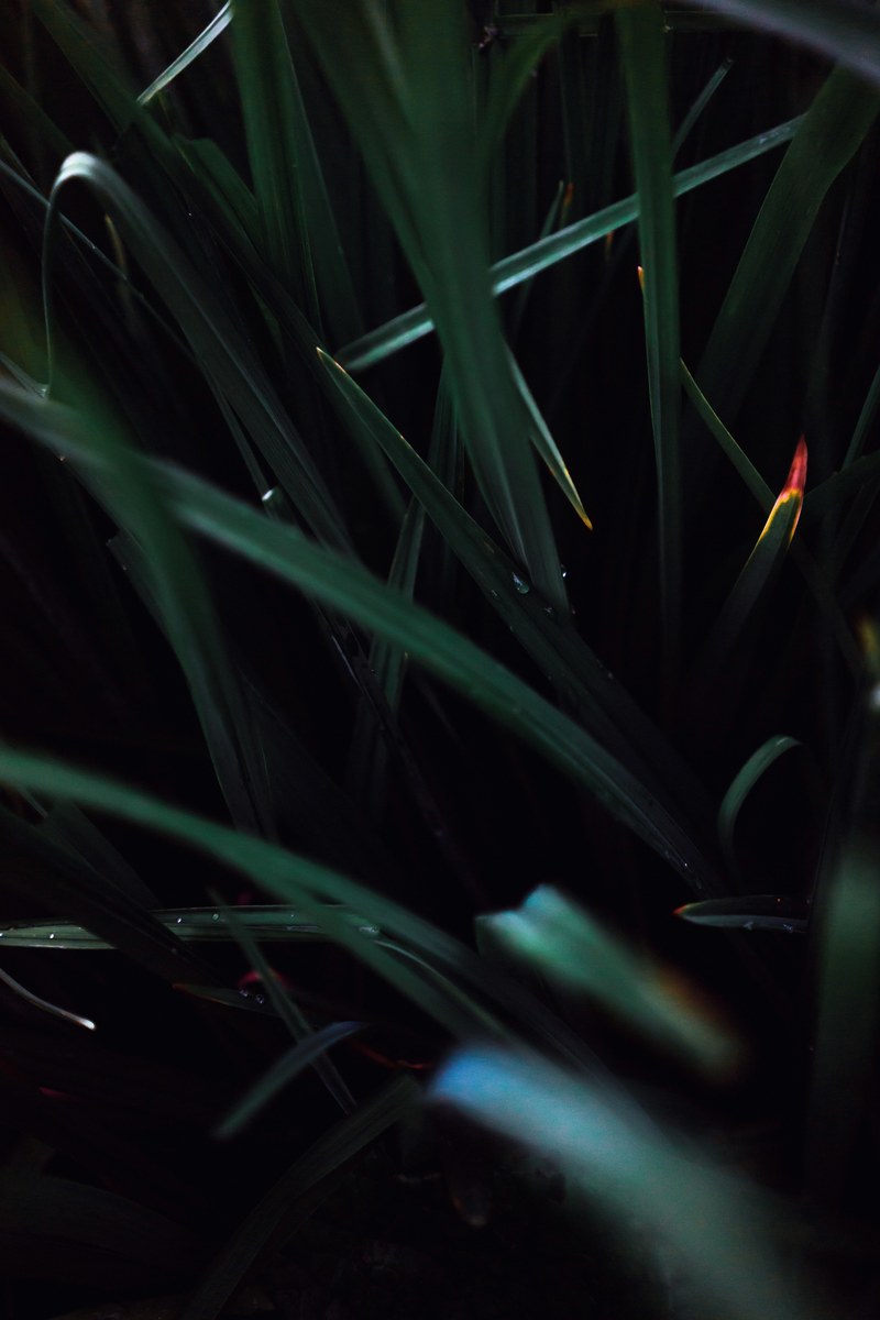 dark plant leaves and blade of grass hd, 4k