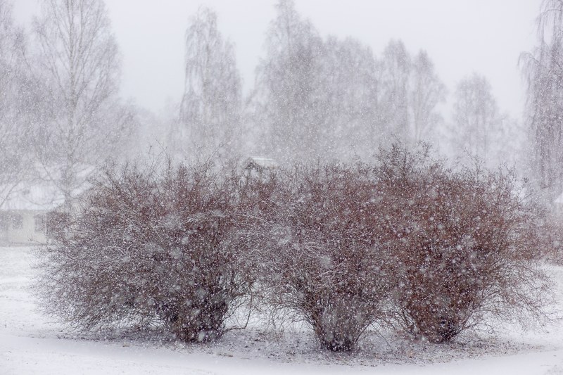 winter is here 4k