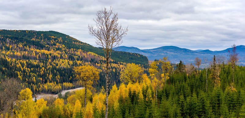 tree photography pigoff and zeiss 4k