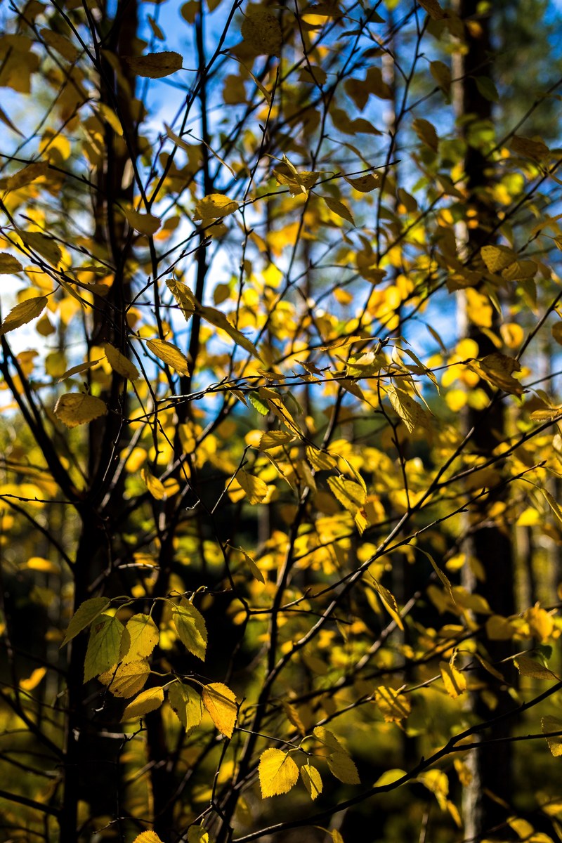 forest closeup photography and pigoff hd, 4k