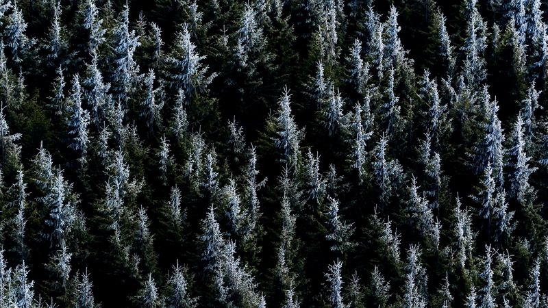 forest, trees, nature, spruce, 4k
