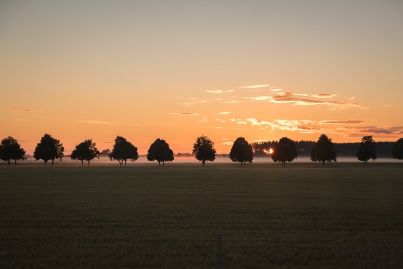a line of trees in the distance of a grass field with the sun setting behind, sunset behind a line of trees 4k