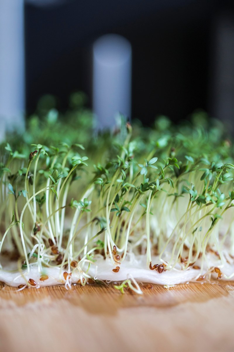 new fresh plant and cooking hd, 4k