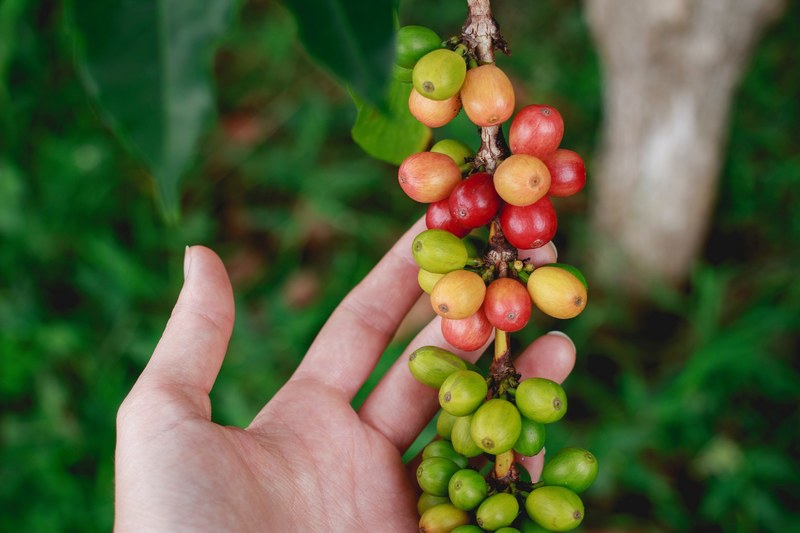 berry fruit hand and branch 4k