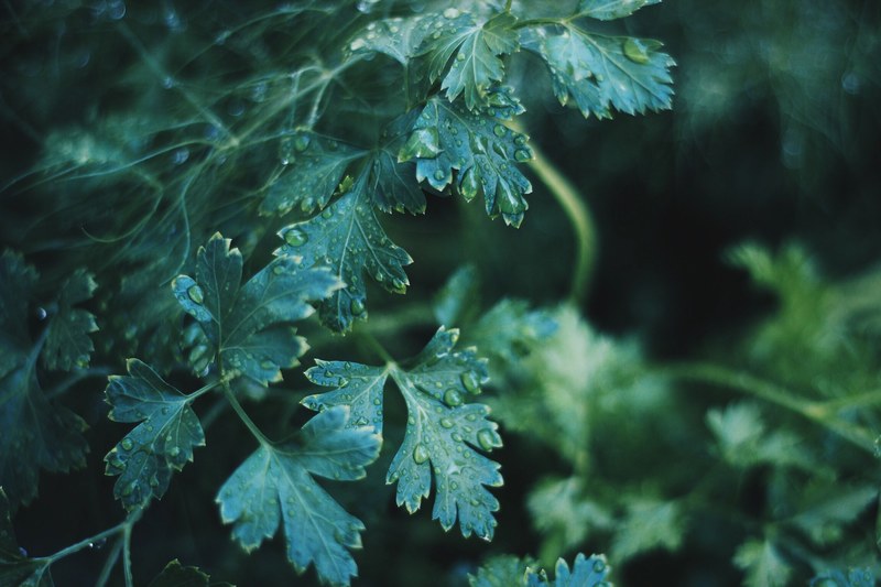 a macro shot of serrated dark green leaves covered with droplets of water, droplets on leaves 4k