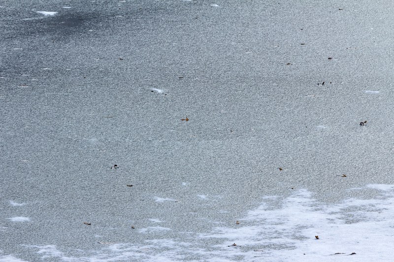frozen frozen leafe white texture and winter 4k