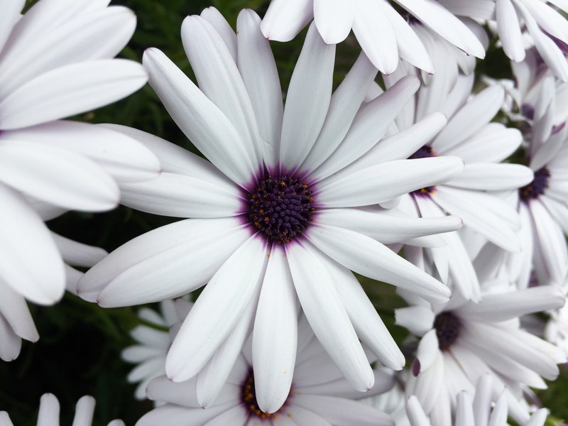 macro shot of a white daisy with a deep violet center, white daisy in macro 4k