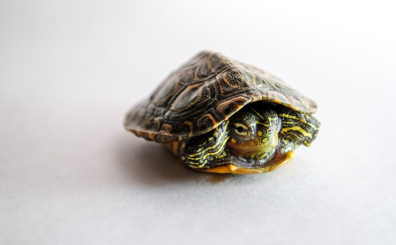 animal tortoisse face tortoise and aquatic 4k