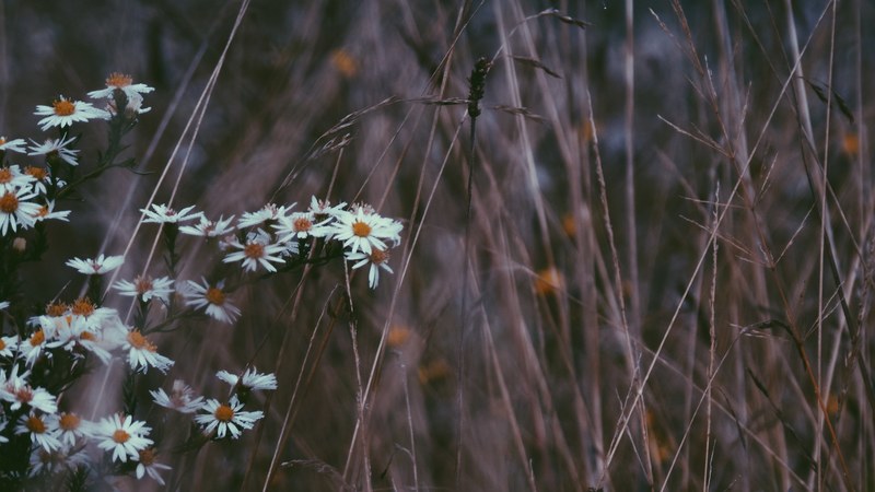 a pale shot of white daisy flowers in dry grass, white daisies in dry grass 4k