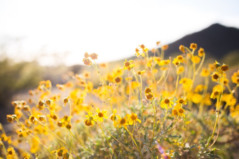 yellow tender wildflowers in flower field growing in the spring time at lost dog wash, wildflowers at lost dog wash 4k