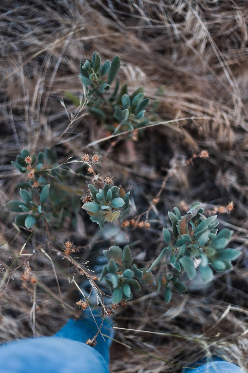 plant wildflower wild flower and succulent hd, 4k