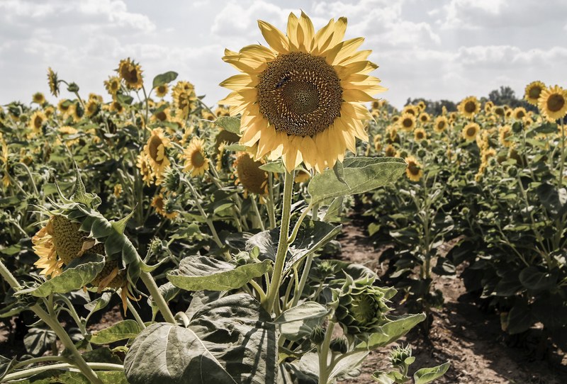 amazing close up shot of a thriving sunflower in a flower field, thrilling view of sunflowers 4k