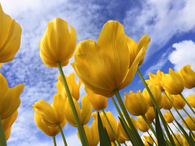 yellow tulips blooming from below with green stem and blue cloudy spring sky above, yellow tulips taking in the sunlight 4k