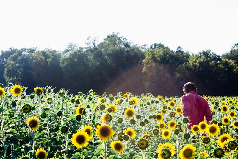 sunflower flower field and floral 4k