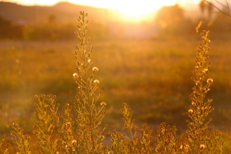 glowing shot of the meadow turned golden in a summer day at sunrise, glowing meadow in summer 4k