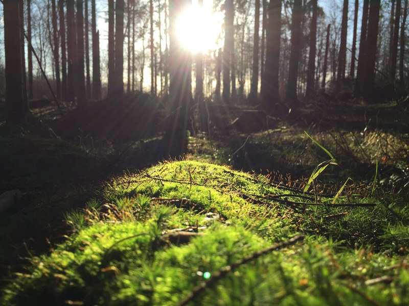 a low shot of green underbrush in a forest under a bright sun, sun shining on forest floor 4k