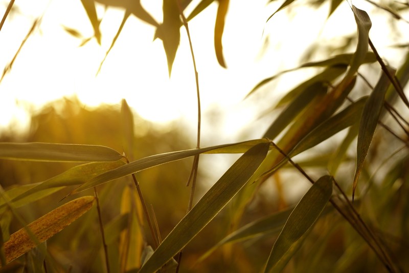 a close up of green bamboo leaves, bamboo leaves on a sunny day 4k