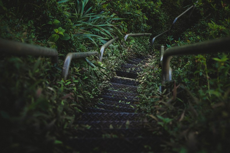 a walking path in the middle of a hawaii forest, _hawaii forest trail 4k