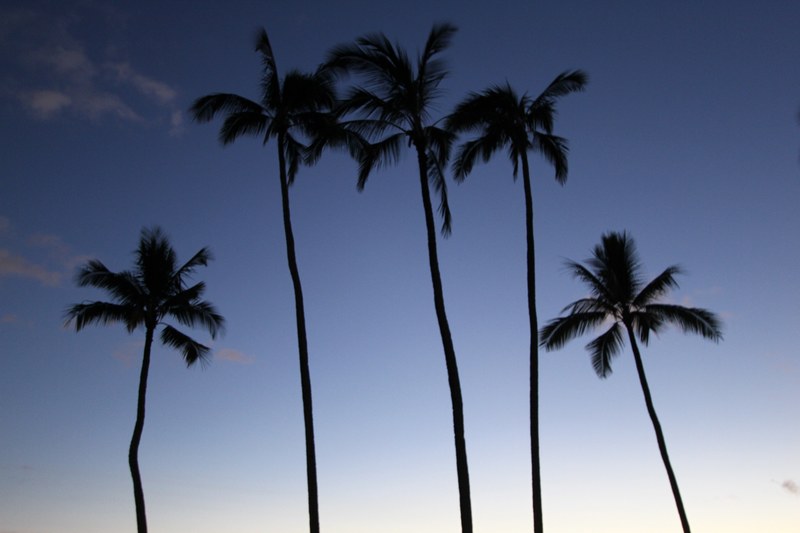 large palm trees on a beach in hawaii, _hawaii palm trees 4k