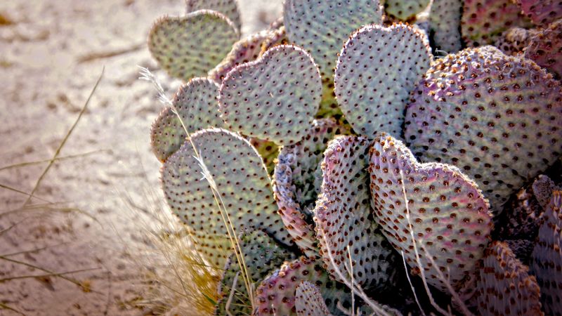 cactus, needles, desert, 4k