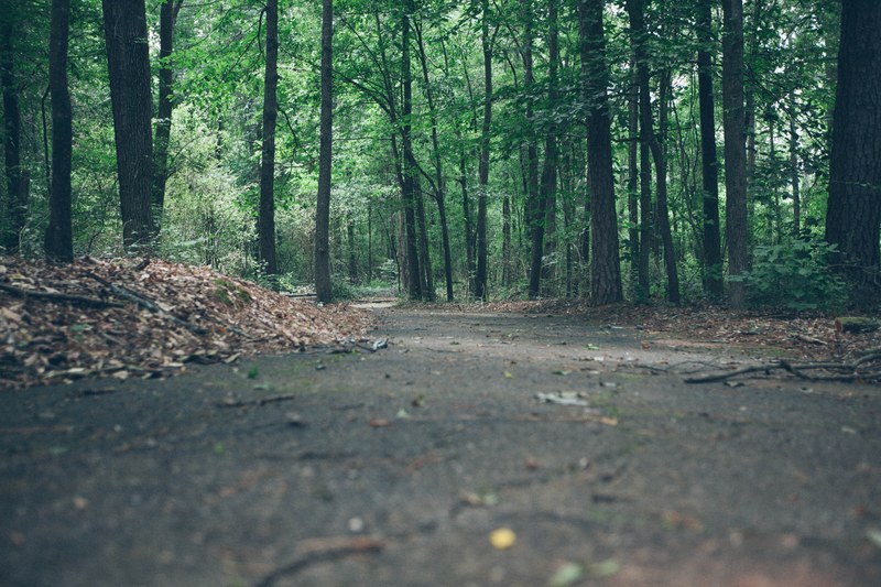 a low shot of an asphalt path in a forest, low on a forest trail 4k