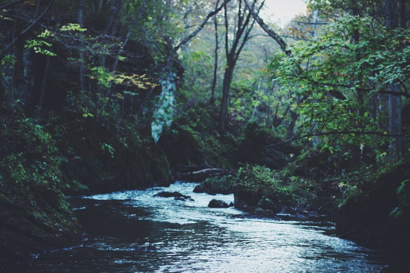 a stream winding through a dark green forest, creek in the dark forest 4k