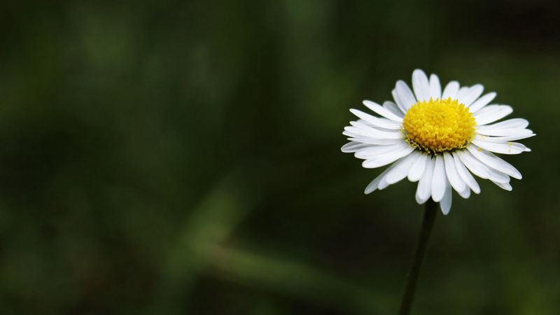 daisy, flower, stem, 4k