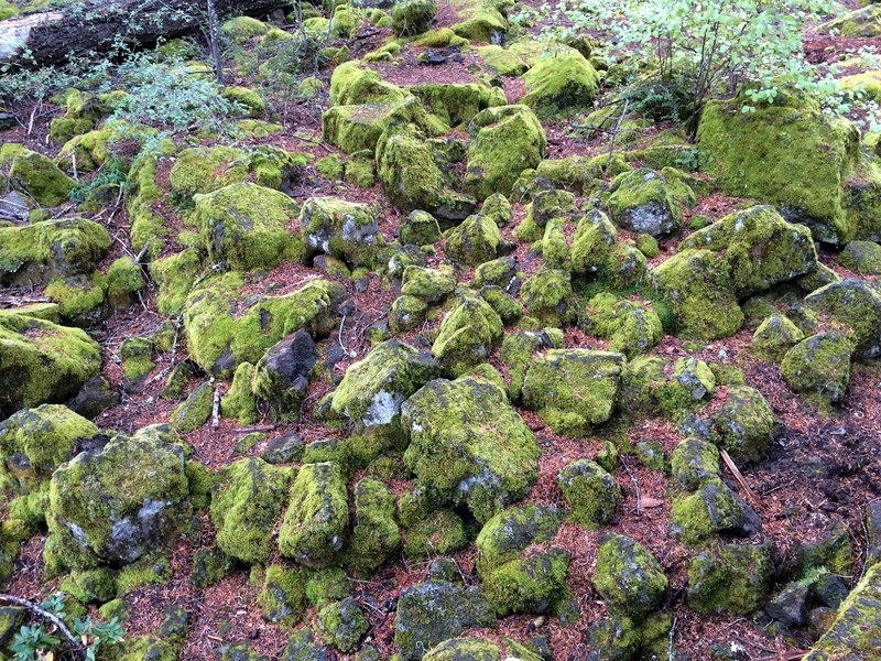 rocks next to river forest floor rock lichen on rock and lichen 4k