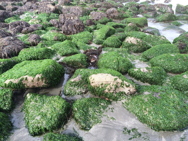 ocean color green seaweed alge on rock and seaweed on rock 4k