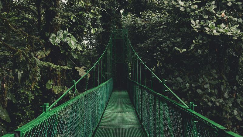 bridge, trees, foliage, 4k