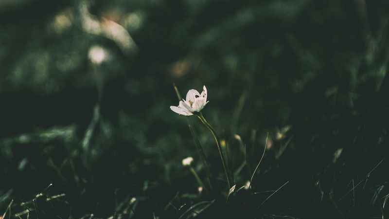 flower, grass, blur, 4k