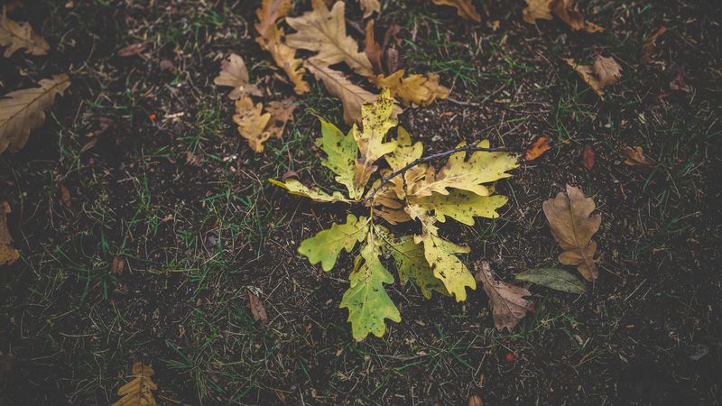 foliage, oak, autumn, grass, 4k