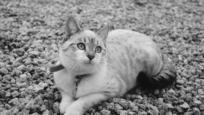 cat, cute, lying, bw, 4k