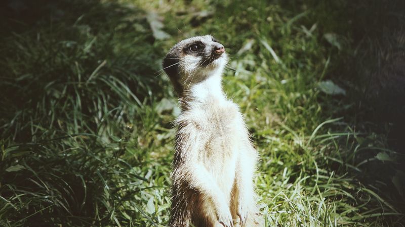 meerkat, standing, funny, 4k