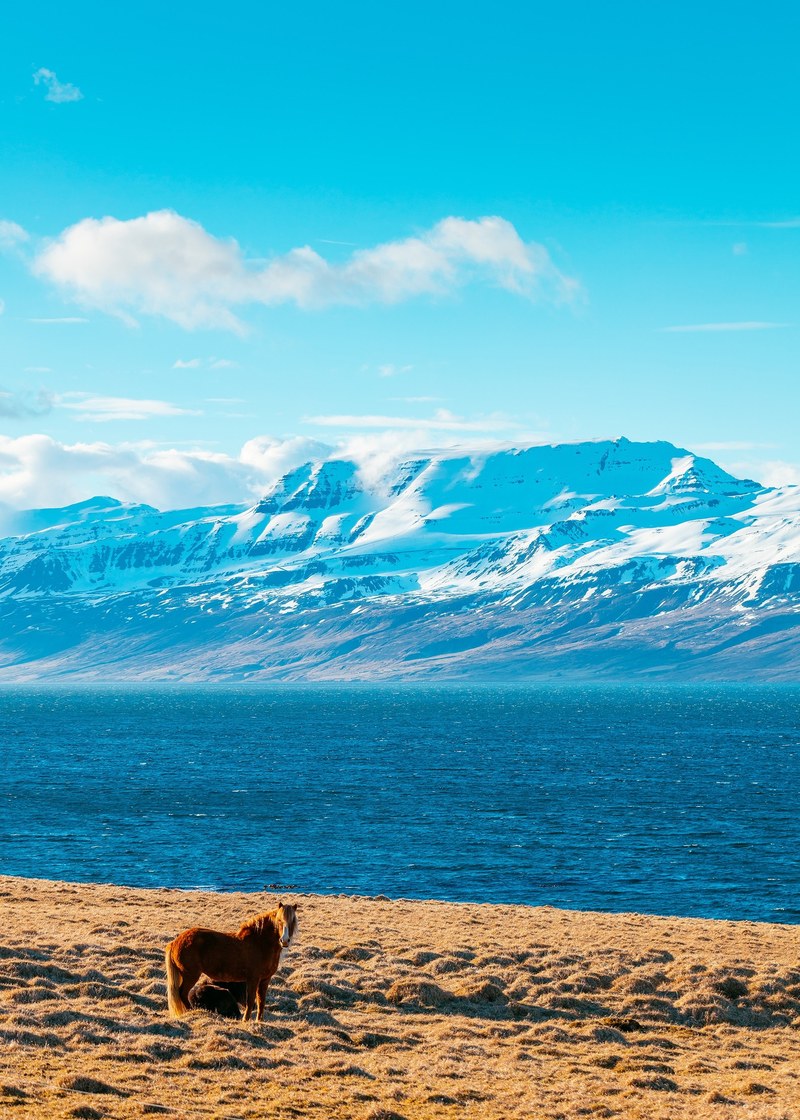 a brown pony standing on a grassy shore of a mountain lake, lost 4k