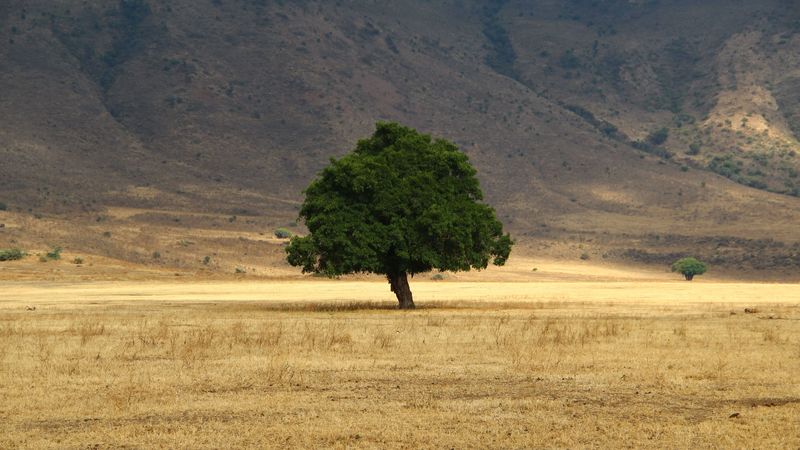 tree, grass, field, 4k