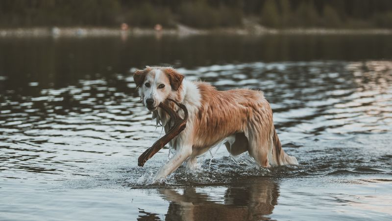 dog, walk, water, stick, 4k