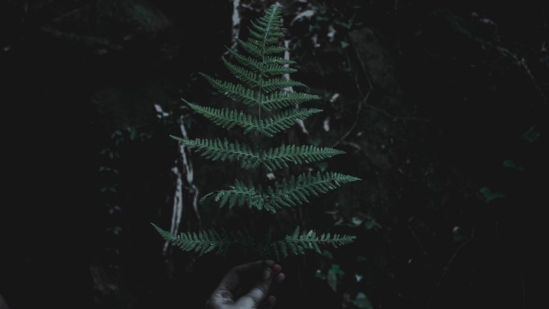 leaf, branch, dark, 4k