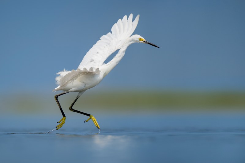 snowy egret dance 4k