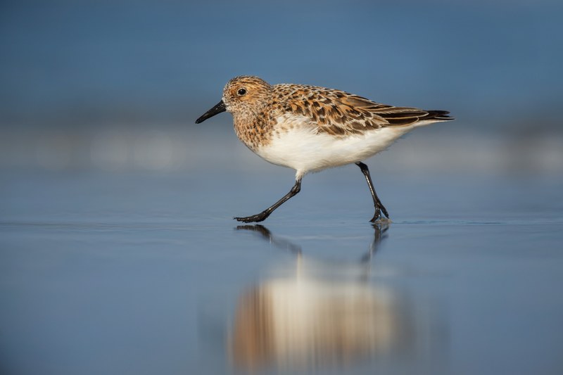 sandpiper bird struts across a reflective beach shore, walking sanderling 4k