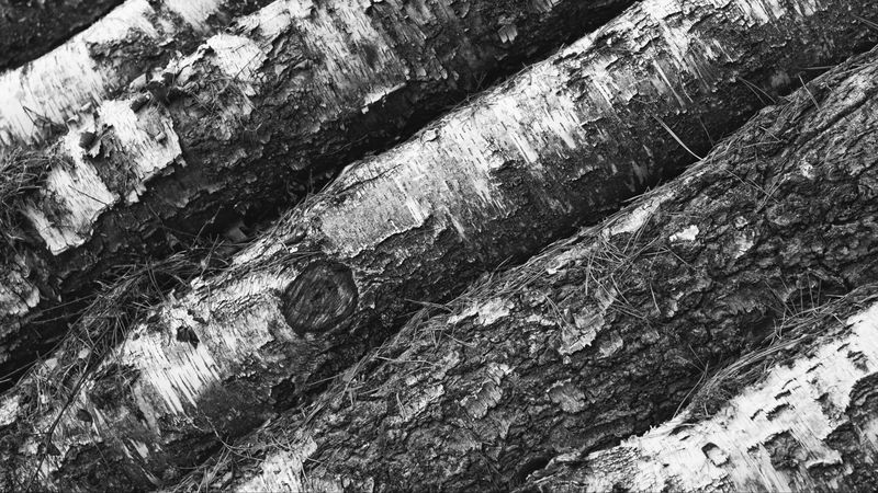 tree, bark, bw, 4k