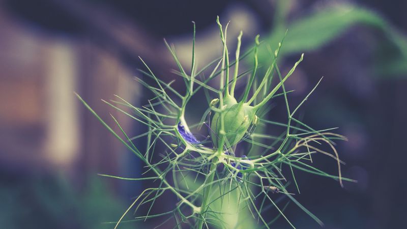 plant, branch, blur, 4k