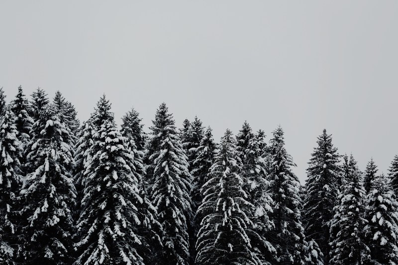 tree woodland forest and snow 4k