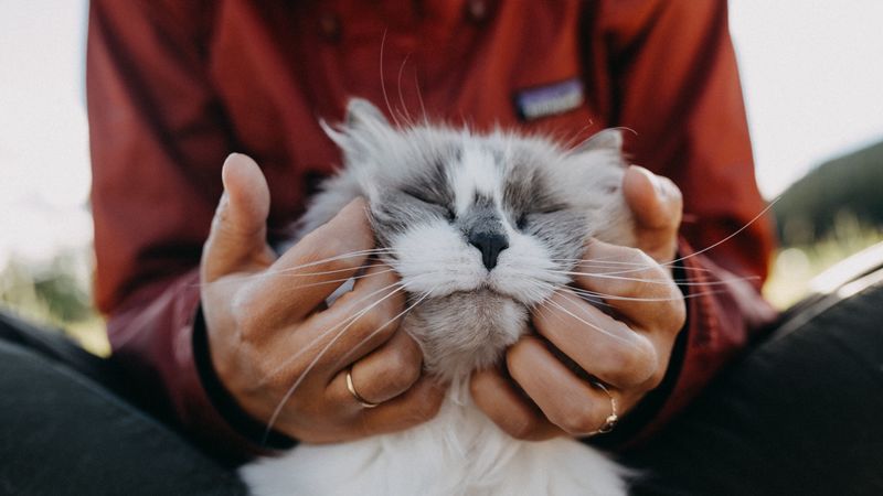cat, fluffy, hands, tenderness, 4k